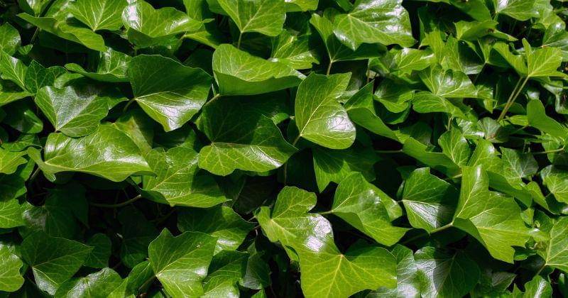 Pixabay/dimitrisvetsikas1969